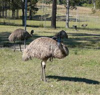 Glen Ian Ostrich and Emu Farm - Attractions Brisbane