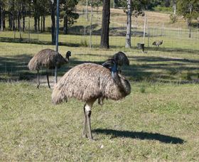 Glen Ian Ostrich And Emu Farm - Attractions Brisbane 0