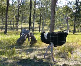 Glen Ian Ostrich And Emu Farm - Attractions Brisbane 2