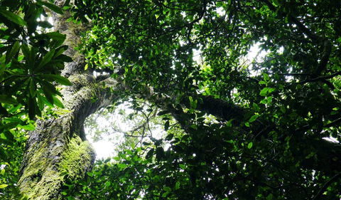 Wollumbin National Park - Attractions Brisbane 1