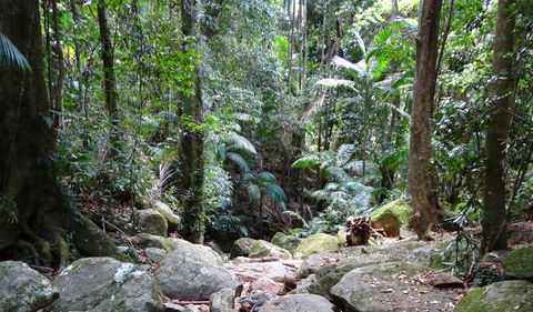 Wollumbin National Park - Attractions Brisbane 2