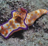 Curtain Artificial Reef Dive Site - Attractions Brisbane