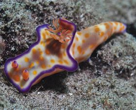 Curtain Artificial Reef Dive Site - Attractions Brisbane 0
