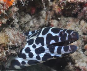 Curtain Artificial Reef Dive Site - Attractions Brisbane 2