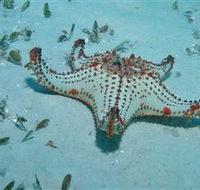 The Pines Dive Site - Attractions Brisbane