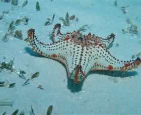The Pines Dive Site - Attractions Brisbane 0