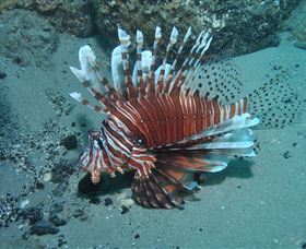 The Pines Dive Site - Attractions Brisbane 1