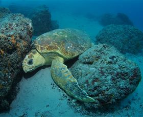 The Pines Dive Site - Attractions Brisbane 3