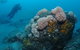 The Pines Dive Site - thumb 2