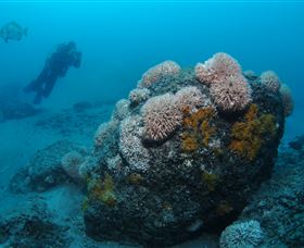 The Pines Dive Site - Attractions Brisbane 2