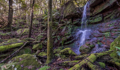 Coorabakh National Park - Attractions Brisbane 0