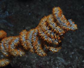 Gotham City Dive Site - Attractions Brisbane 1