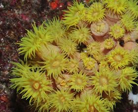 Gotham City Dive Site - Attractions Brisbane 2