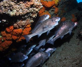 Gotham City Dive Site - Attractions Brisbane 3