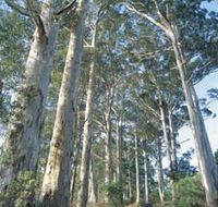 The Great Forest Trees Drive - Attractions Brisbane