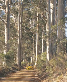 The Great Forest Trees Drive - Attractions Brisbane 2