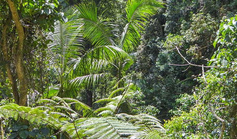 Goorgana Walking Track - Attractions Brisbane 1