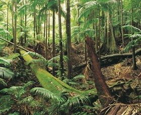 Murwillumbah NSW Attractions Brisbane