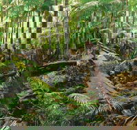 Wollumbin-Mount Warning National Park - Attractions Brisbane