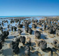 Hamelin Pool Stromatolites - Attractions Brisbane