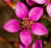 Flora - Attractions Brisbane