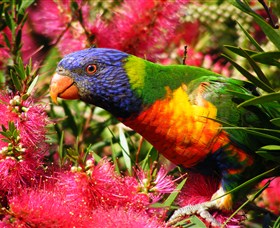 Box Cutting Rainforest Walk - Attractions Brisbane 1