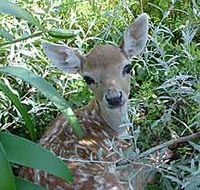 Mesopotamia Lodge Deer Park - Attractions Brisbane
