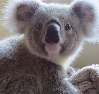 Koala Care Centre in Lismore - Attractions Brisbane