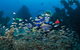 Aarhus Dive Site - thumb 0