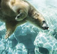 Australia's Sea World - Attractions Brisbane