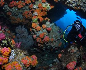 Cherubs Cave Dive Site - Attractions Brisbane 2