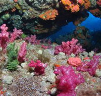 Cherubs Cave Dive Site - Attractions Brisbane