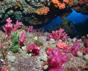 Cherubs Cave Dive Site - Attractions Brisbane 0