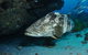 Cherubs Cave Dive Site - thumb 1