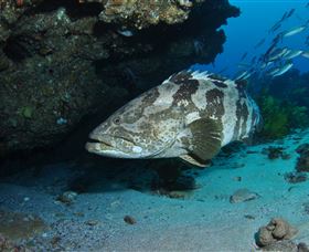Cherubs Cave Dive Site - Attractions Brisbane 1