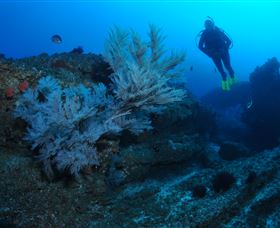 Cherubs Cave Dive Site - Attractions Brisbane 3