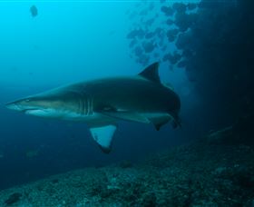 Henderson Rock Dive Site - Attractions Brisbane 1
