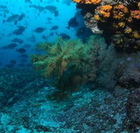 Henderson Rock Dive Site - Attractions Brisbane