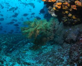 Henderson Rock Dive Site - Attractions Brisbane 0