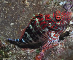 Henderson Rock Dive Site - Attractions Brisbane 3