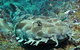 Henderson Rock Dive Site - thumb 2
