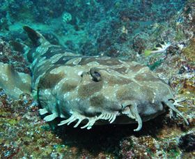 Henderson Rock Dive Site - Attractions Brisbane 2