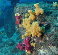 Shag Rock Dive Site - Attractions Brisbane