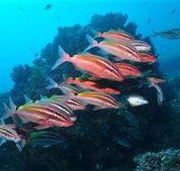 Flat Rock Dive Site - Attractions Brisbane