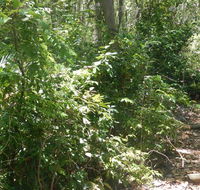 Bridle trail - Attractions Brisbane
