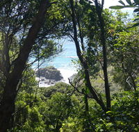Rainforest walking track - Attractions Brisbane
