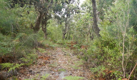 Kinchela Trig Lookout Walk - Attractions Brisbane 0
