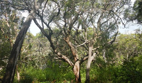 Kinchela Trig Lookout Walk - Attractions Brisbane 2