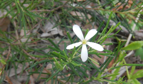 Kinchela Trig Lookout Walk - Attractions Brisbane 3