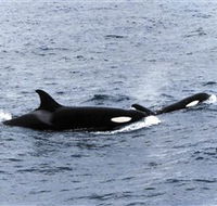 Killer Whale Trail - Attractions Brisbane